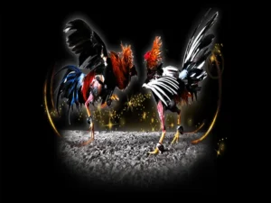 Cách Chơi Đá Gà Sabong Trực Tuyến Hiệu Quả Tại Xin88