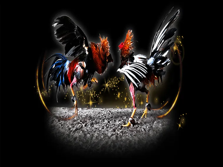 Cách Chơi Đá Gà Sabong Trực Tuyến Hiệu Quả Tại Xin88 1 Cách Chơi Đá Gà Sabong Trực Tuyến Hiệu Quả Tại Xin88