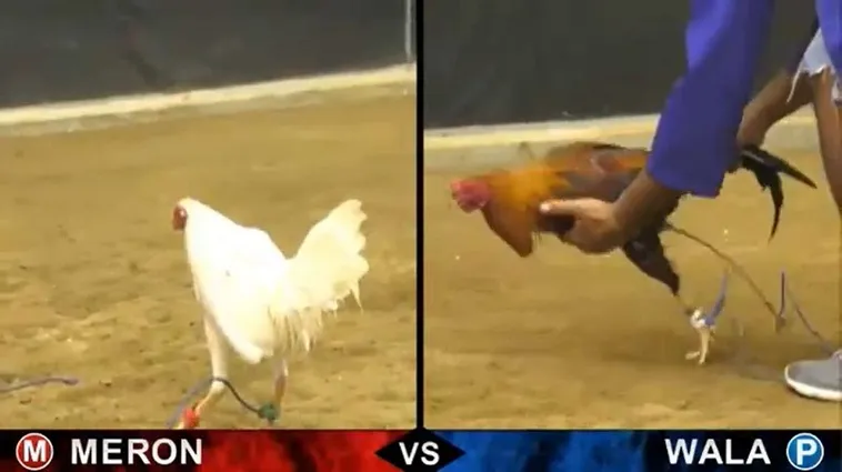 Cách Chơi Đá Gà Sabong Trực Tuyến Hiệu Quả Tại Xin88 2 Cách Chơi Đá Gà Sabong Trực Tuyến Hiệu Quả Tại Xin88